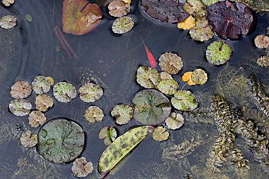 RPG《圣兽之王》探索心得篇预告 3月8日发售